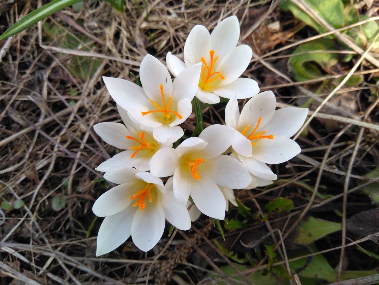 Крокусы из под снега