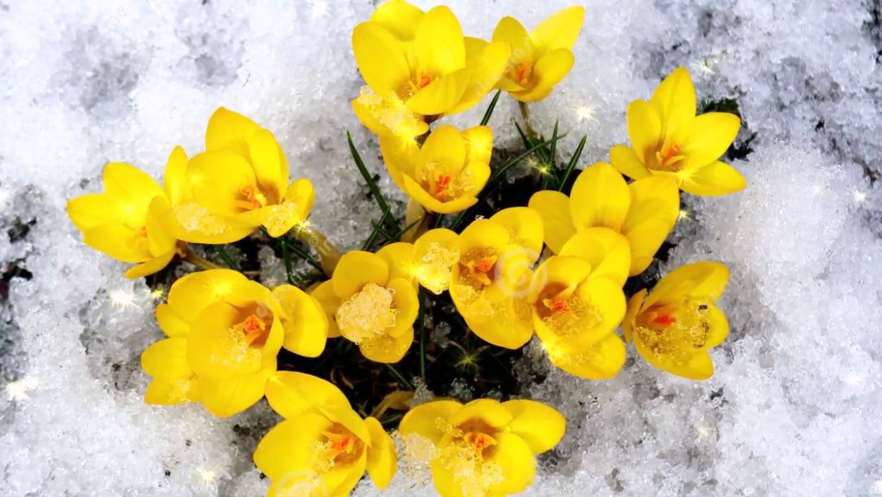 Цветы крокусы первоцветы