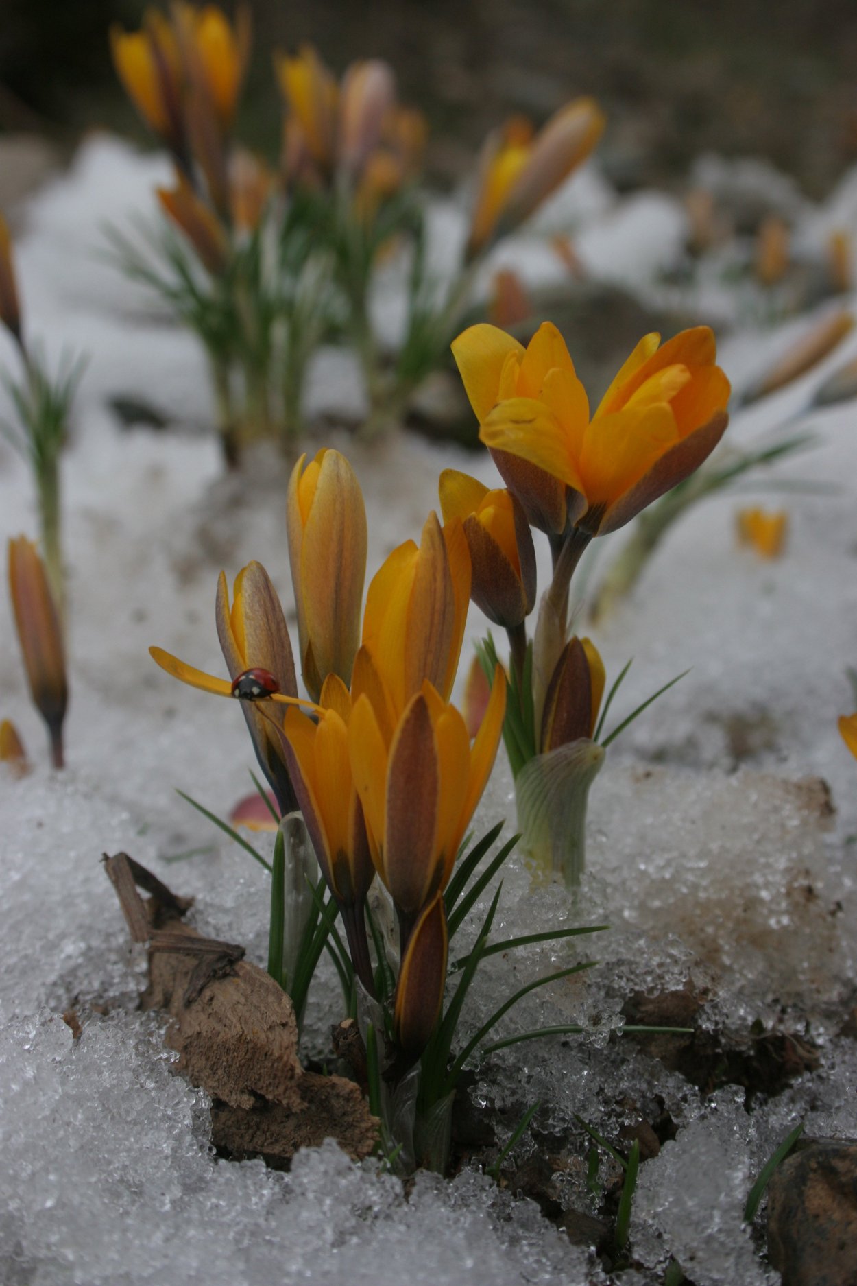 Crocus korolkowii