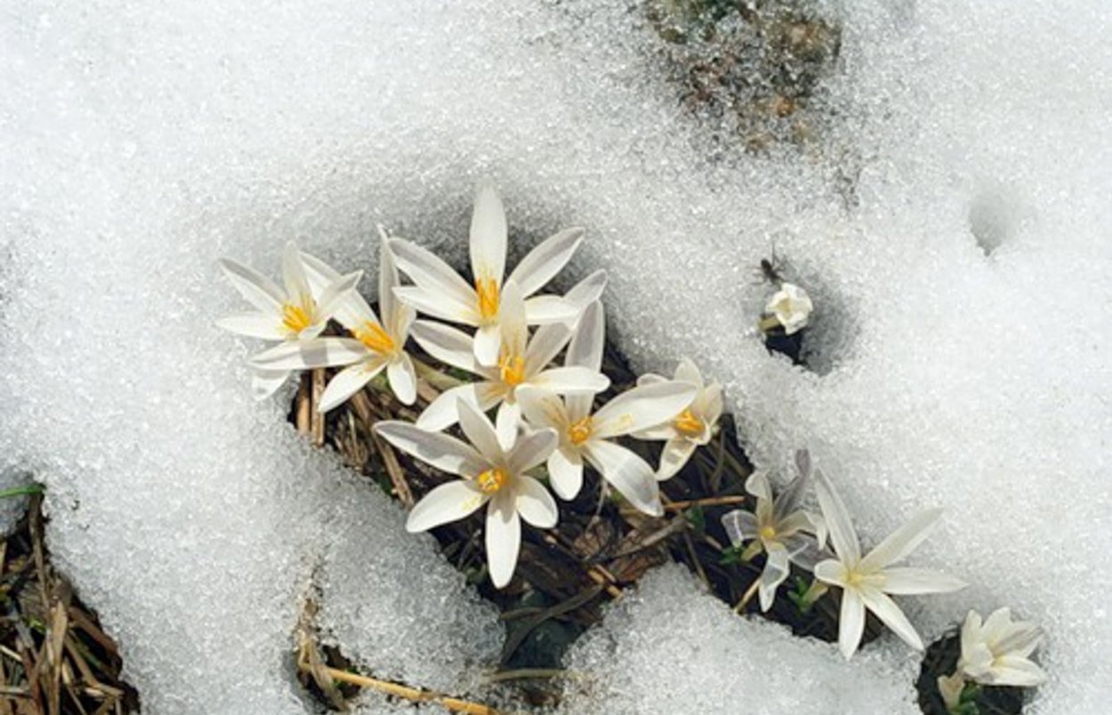 Весна проталины подснежники природа