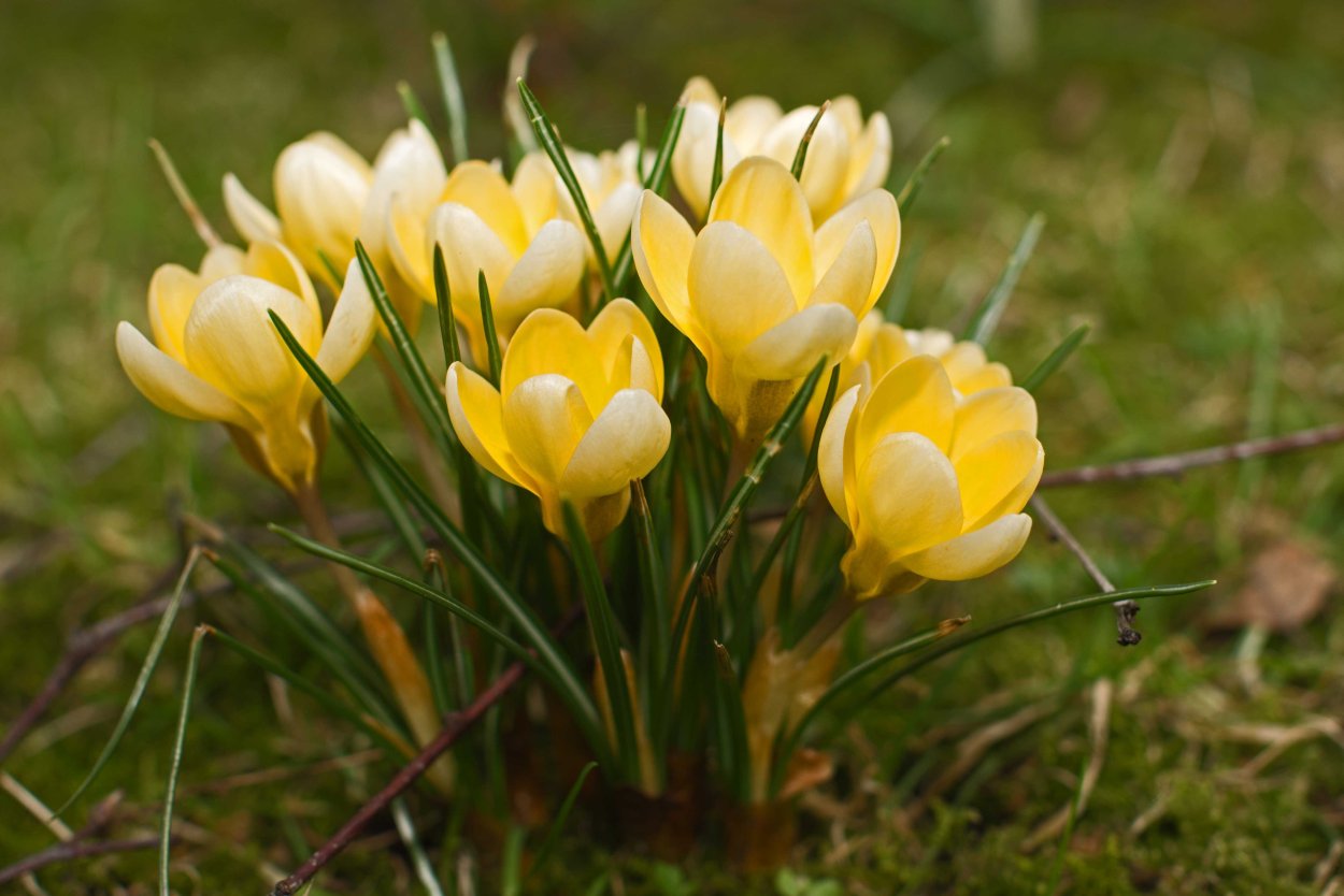 Желтые первоцветы крокусы