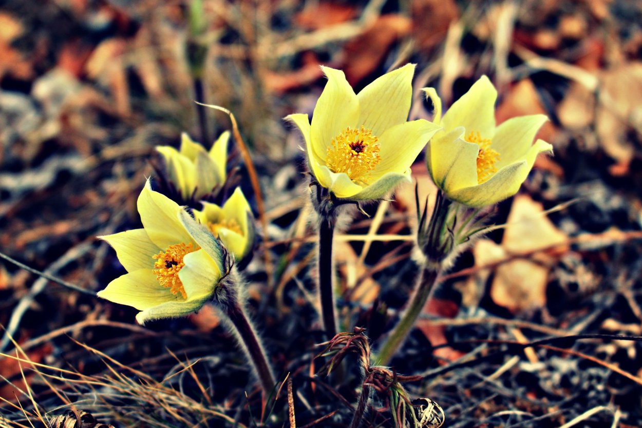 Желтые первоцветы крокусы