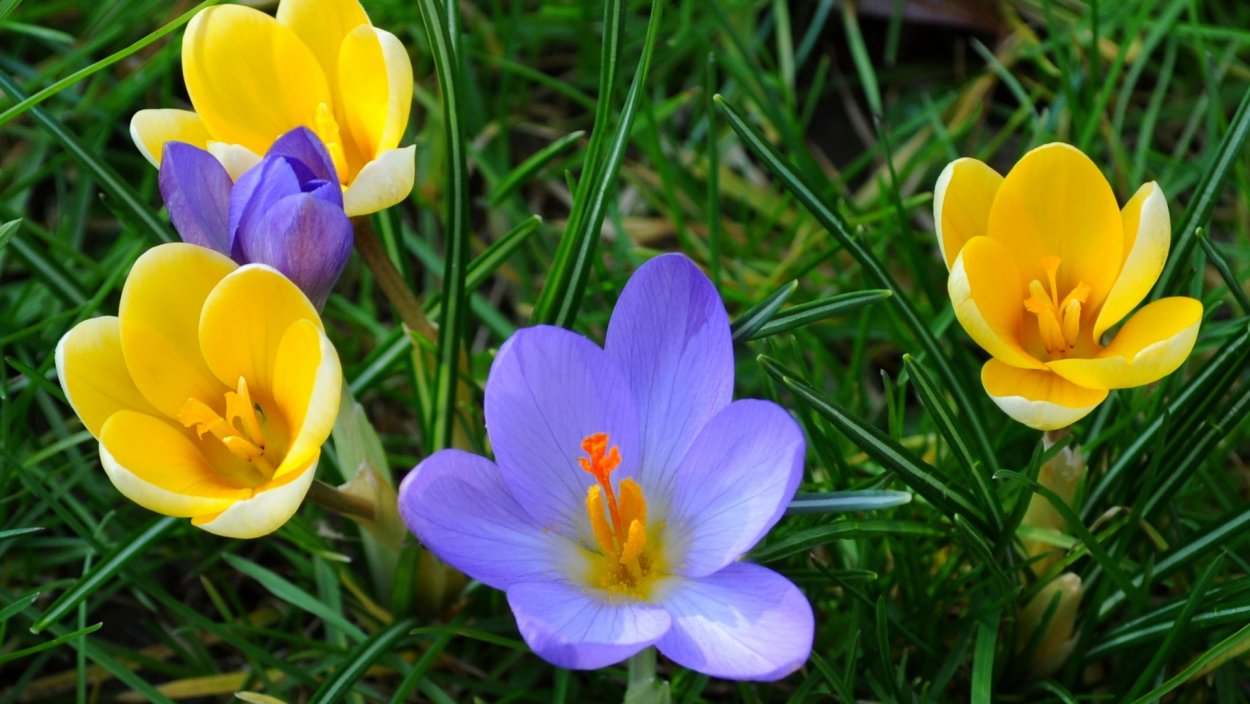 Крокус желтый цветок