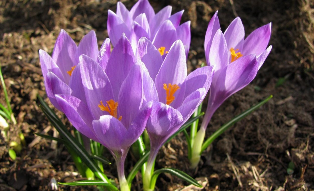 Красивые весенние цветы