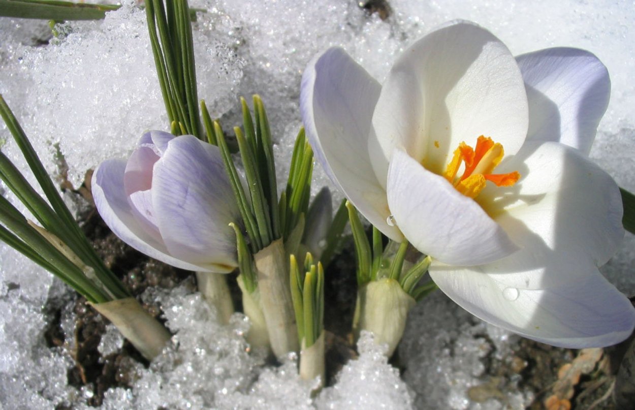 Крокусы и примула