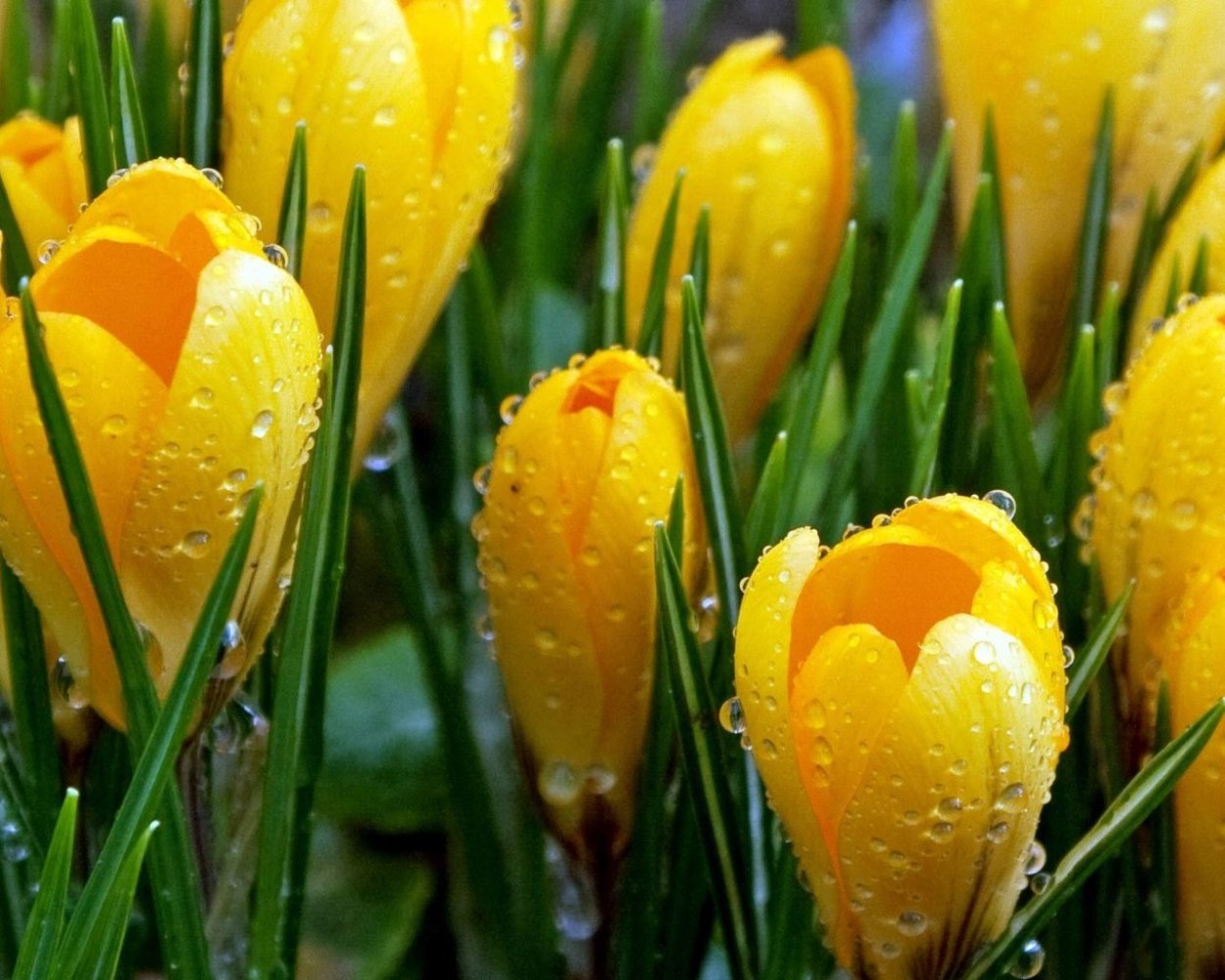 Цветок Бойчечак