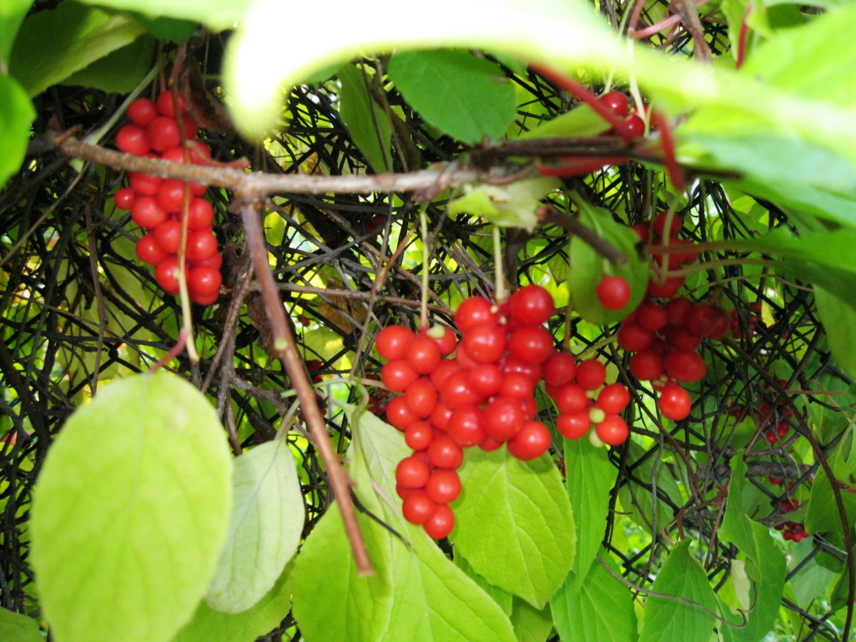 Лимонник красноцветковый