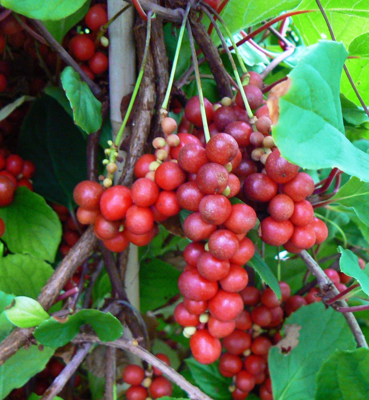 Лимонник Сибирский