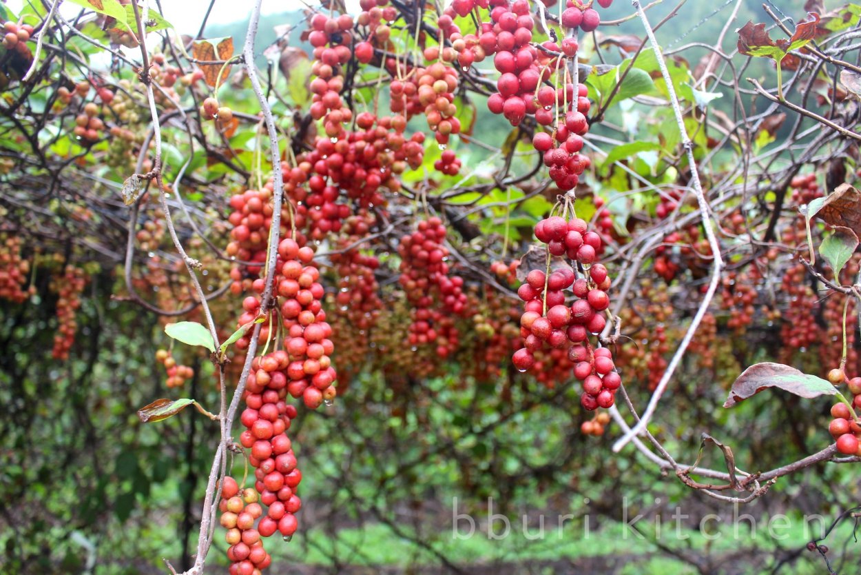Лимонник китайский ареал
