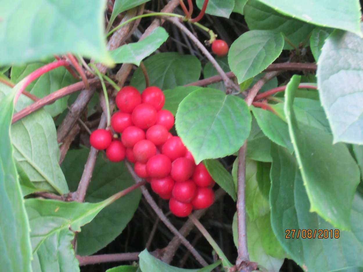 Лимонник Дальневосточный