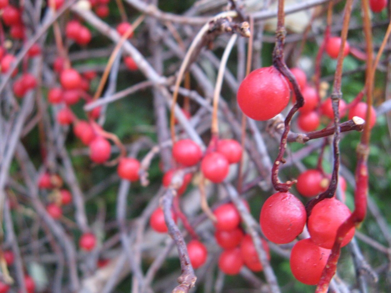 Лимонник Сахалинский