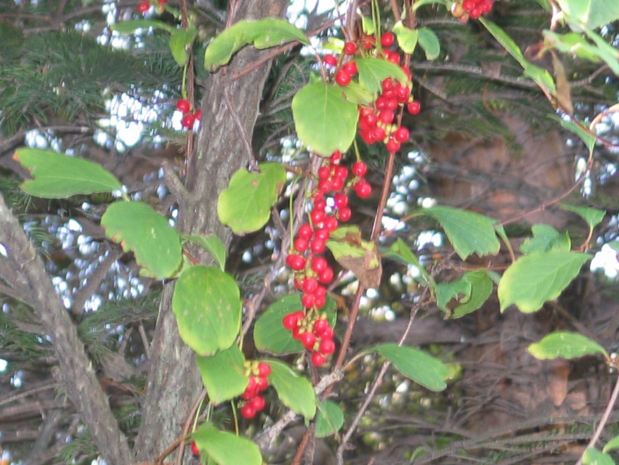 Лимонник Дальневосточный куст