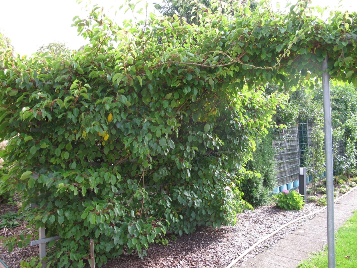Актинидия аргута Лиана
