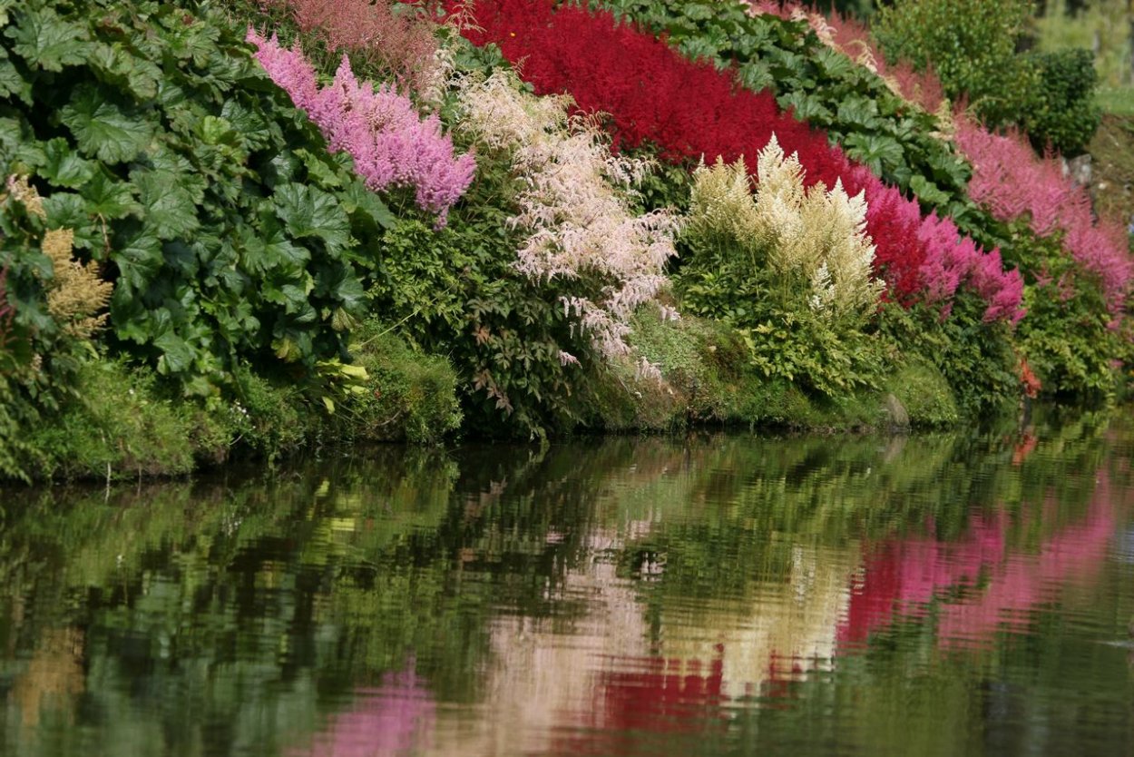 Астильба в долине реки клена частный сад в Саутленд новая Зеландия