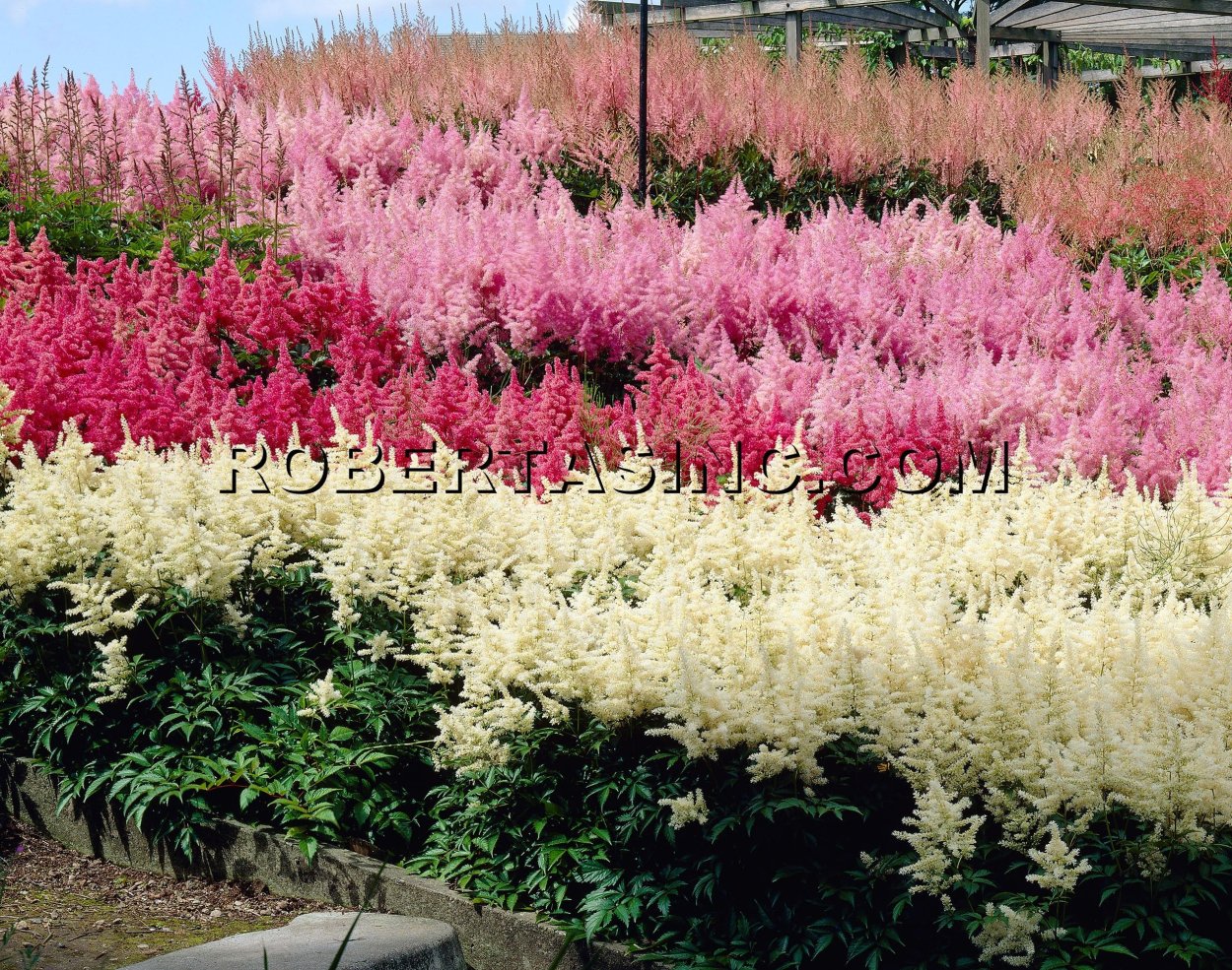 Астильба АСТАРИ микс