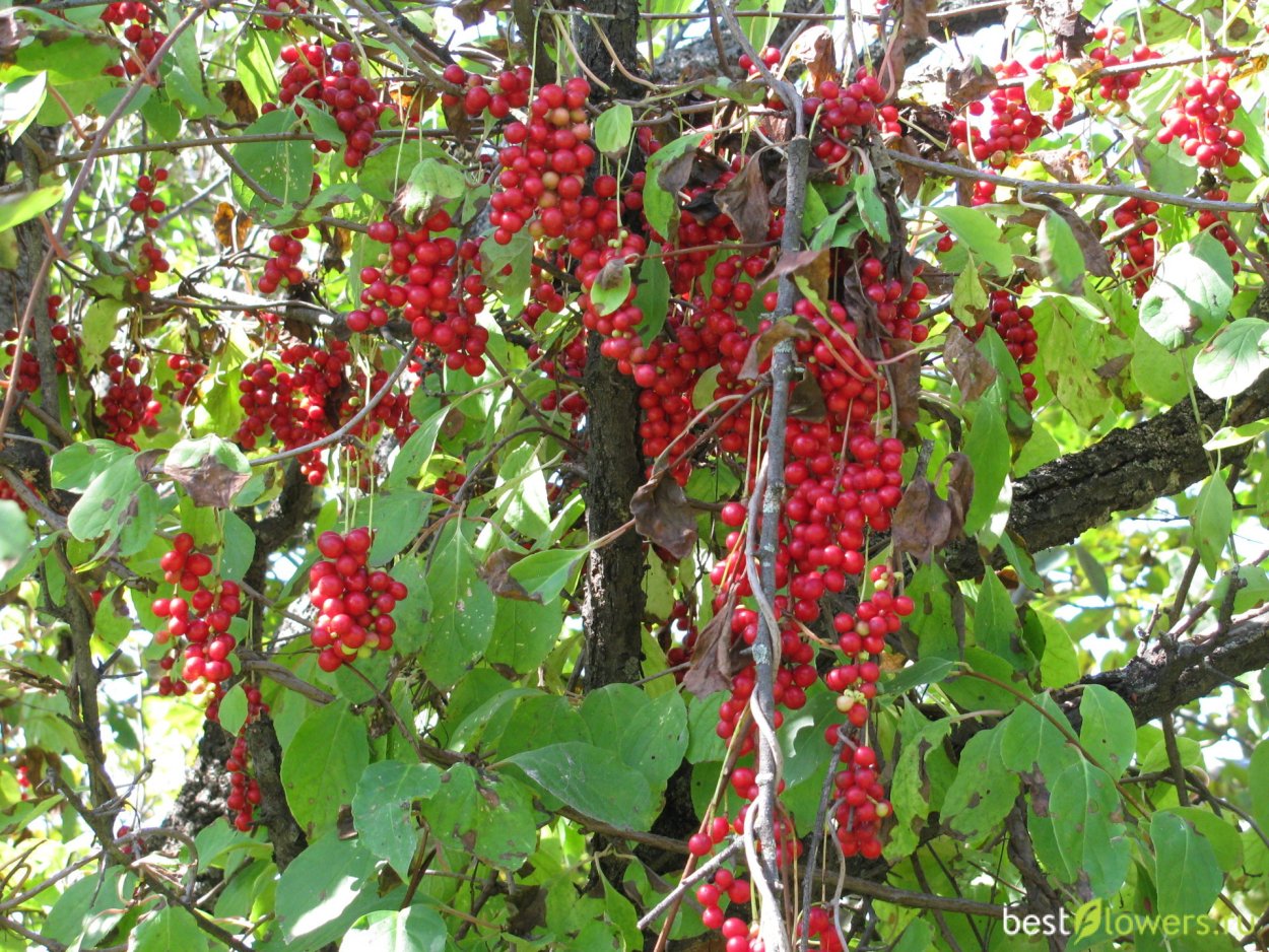 Лимонник китайский Лиана