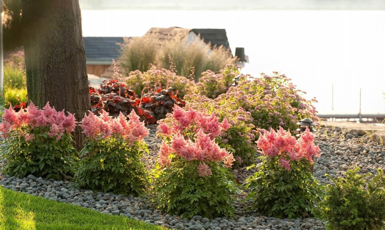 Астильба на клумбе