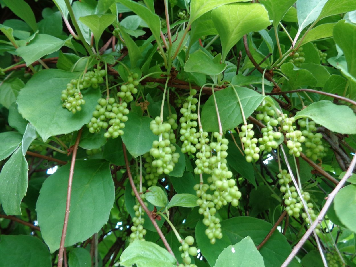 Лимонник Сахалинский