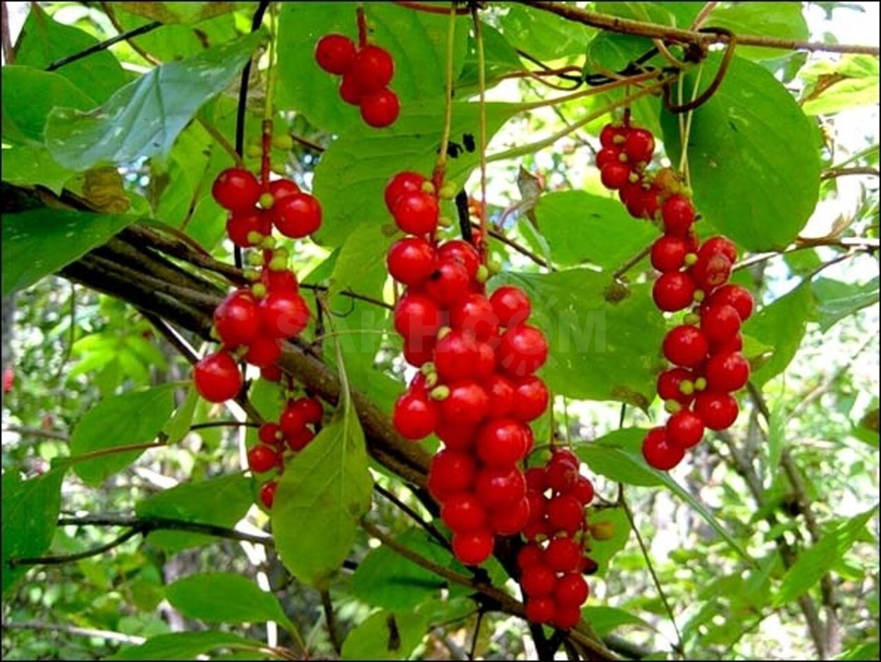 Лимонник китайский