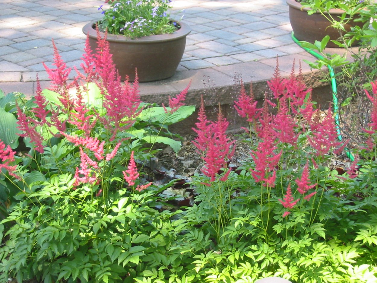 Астильба Paul Garden