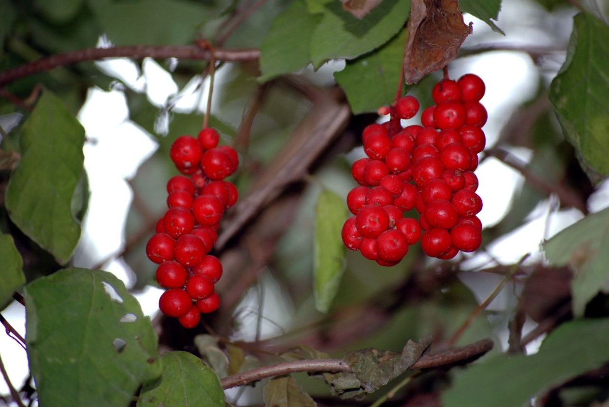 Лимонник Дальневосточный куст
