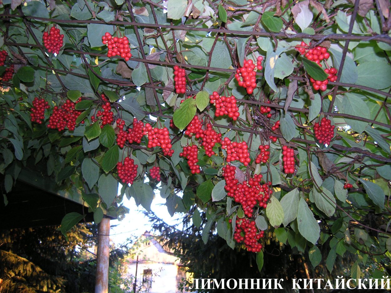 Лимонник Дальневосточный полив