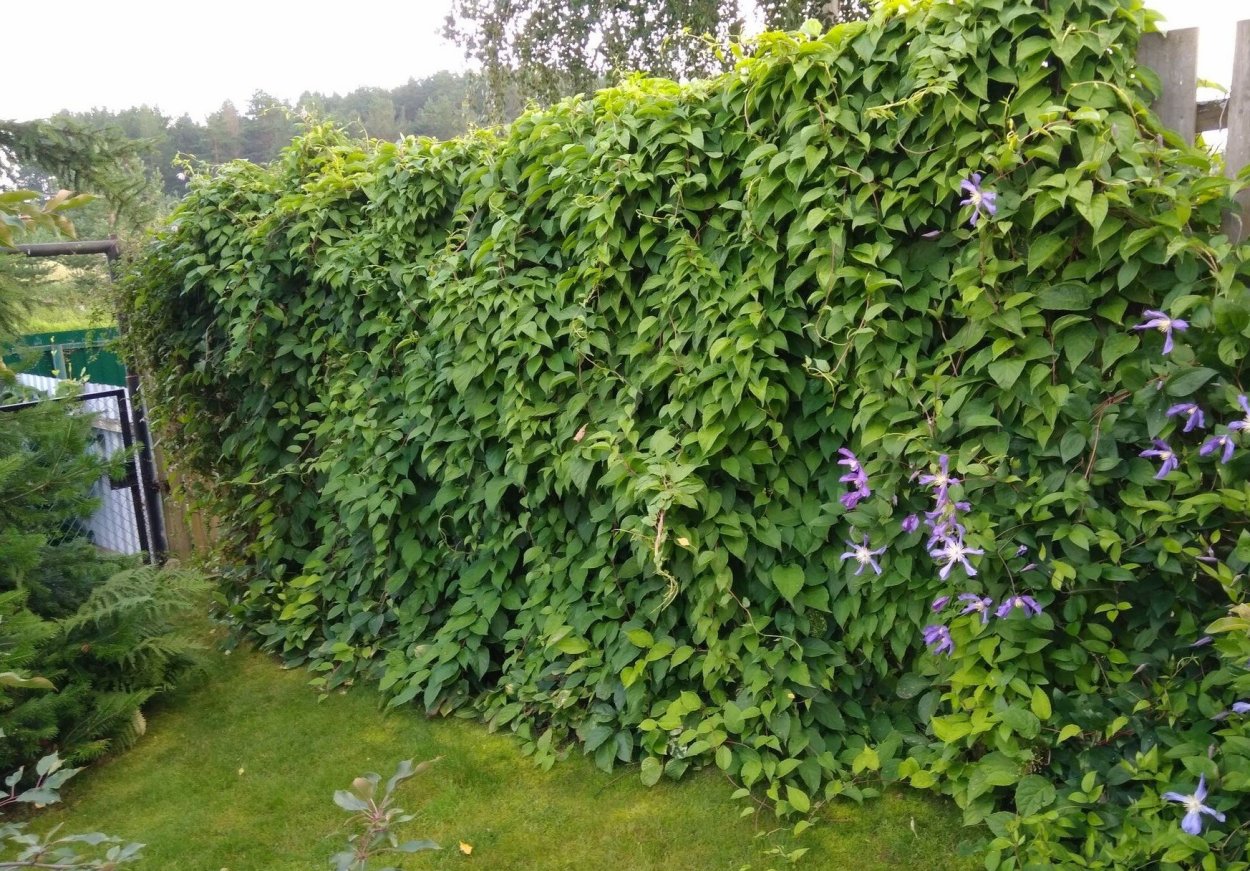 Лимонник Дальневосточный ягоды