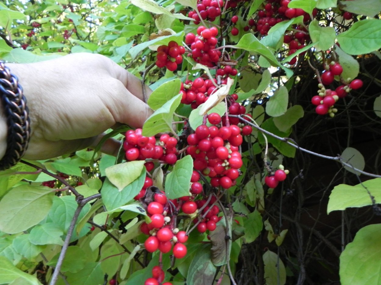 Лимонник Дальневосточный куст