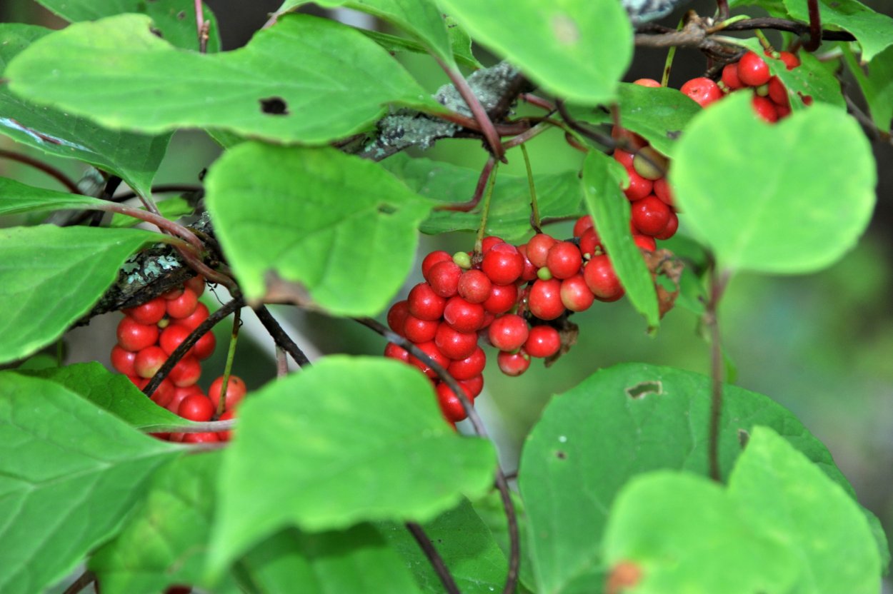 Лиана лимонника Дальневосточного