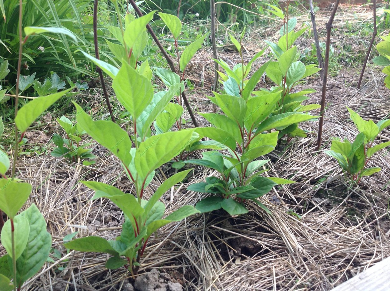 Саженцы лимонник китайский