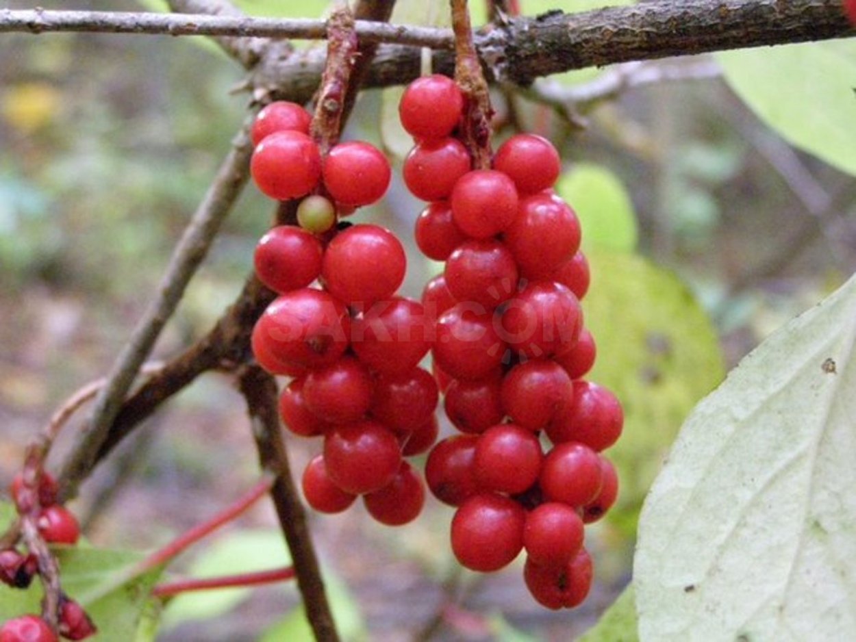 Лимонник китайский Дальневосточный