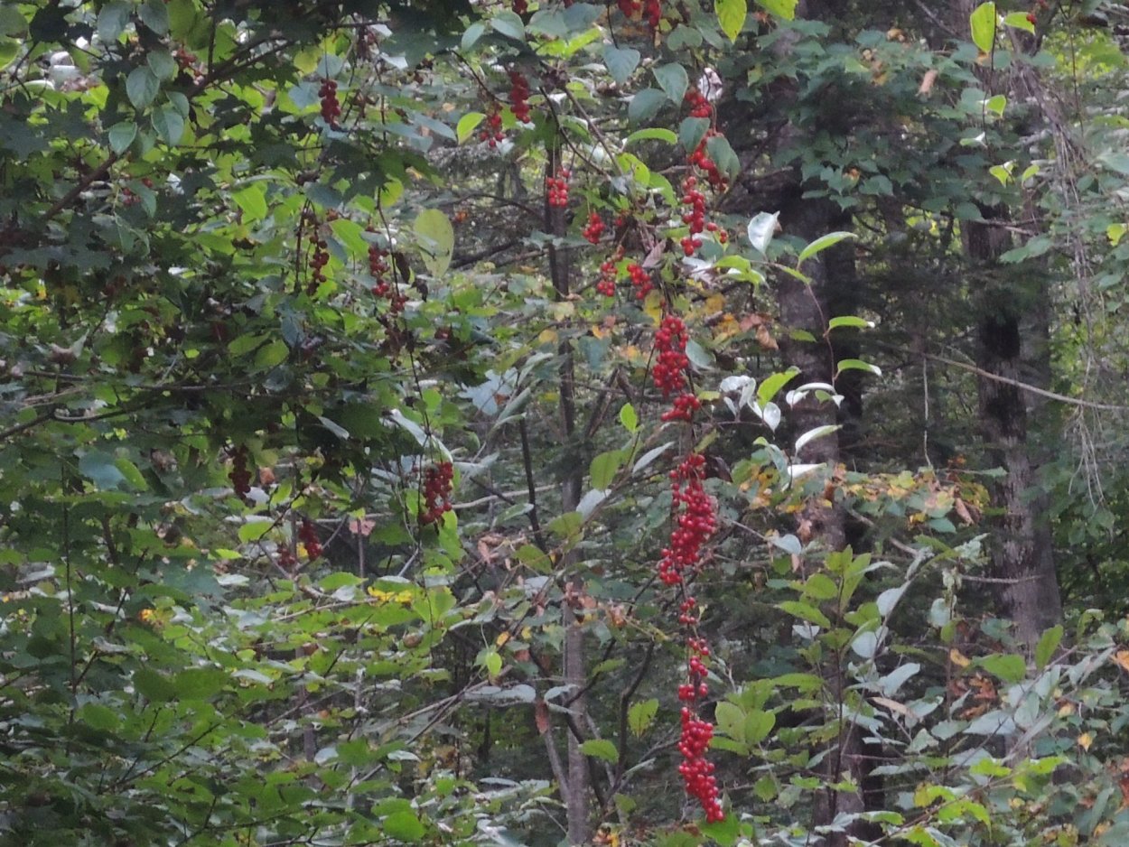 Лимонник китайский дикий