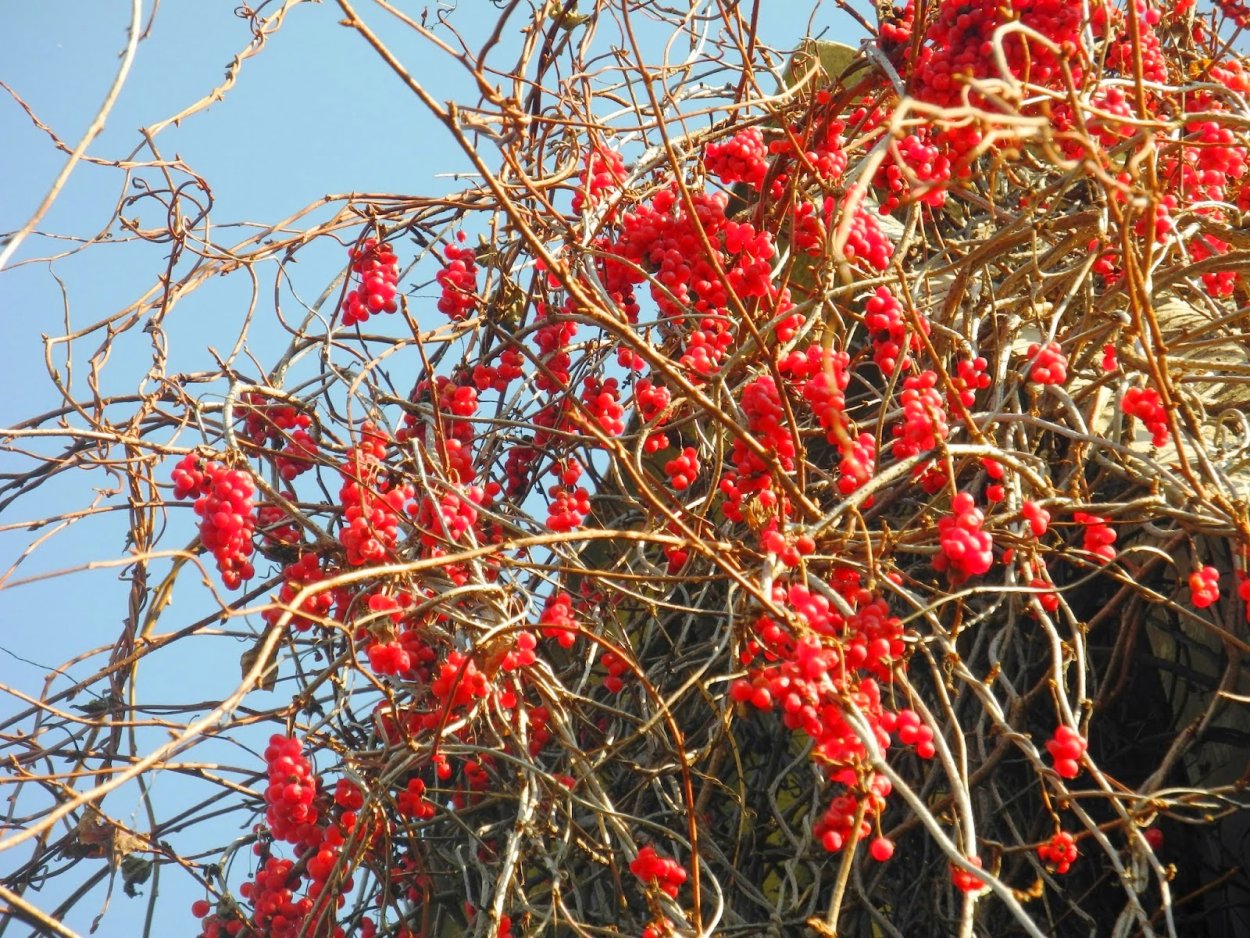 Лоза лимонника Дальневосточного