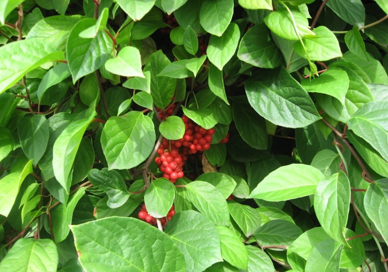 Лимонник китайский цветение