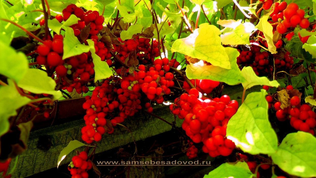 Лимонник китайский леса дальнего Востока