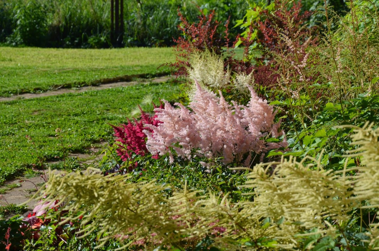 Астильба Волжанка