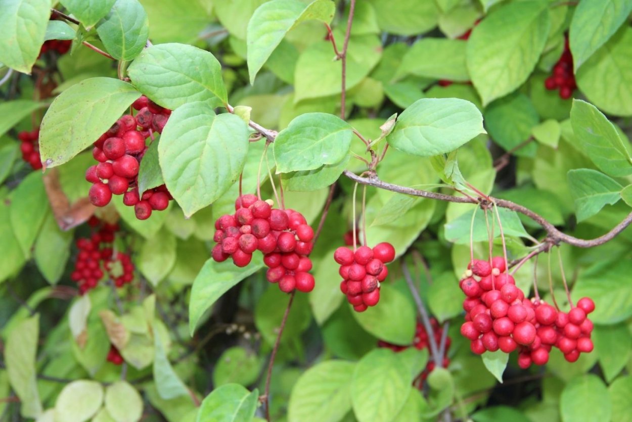 Лимонник китайский Фармакогнозия