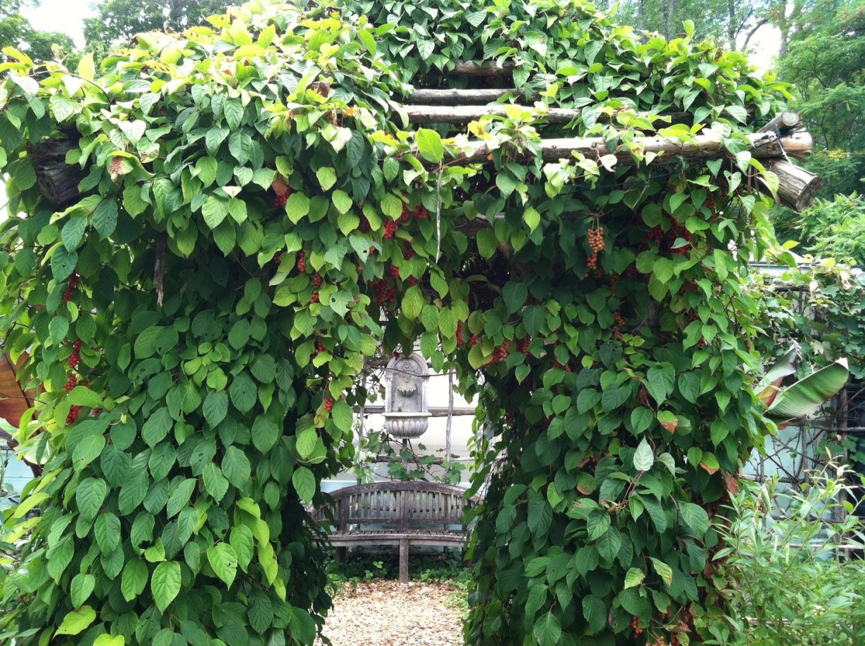 Лимонник китайский Лиана