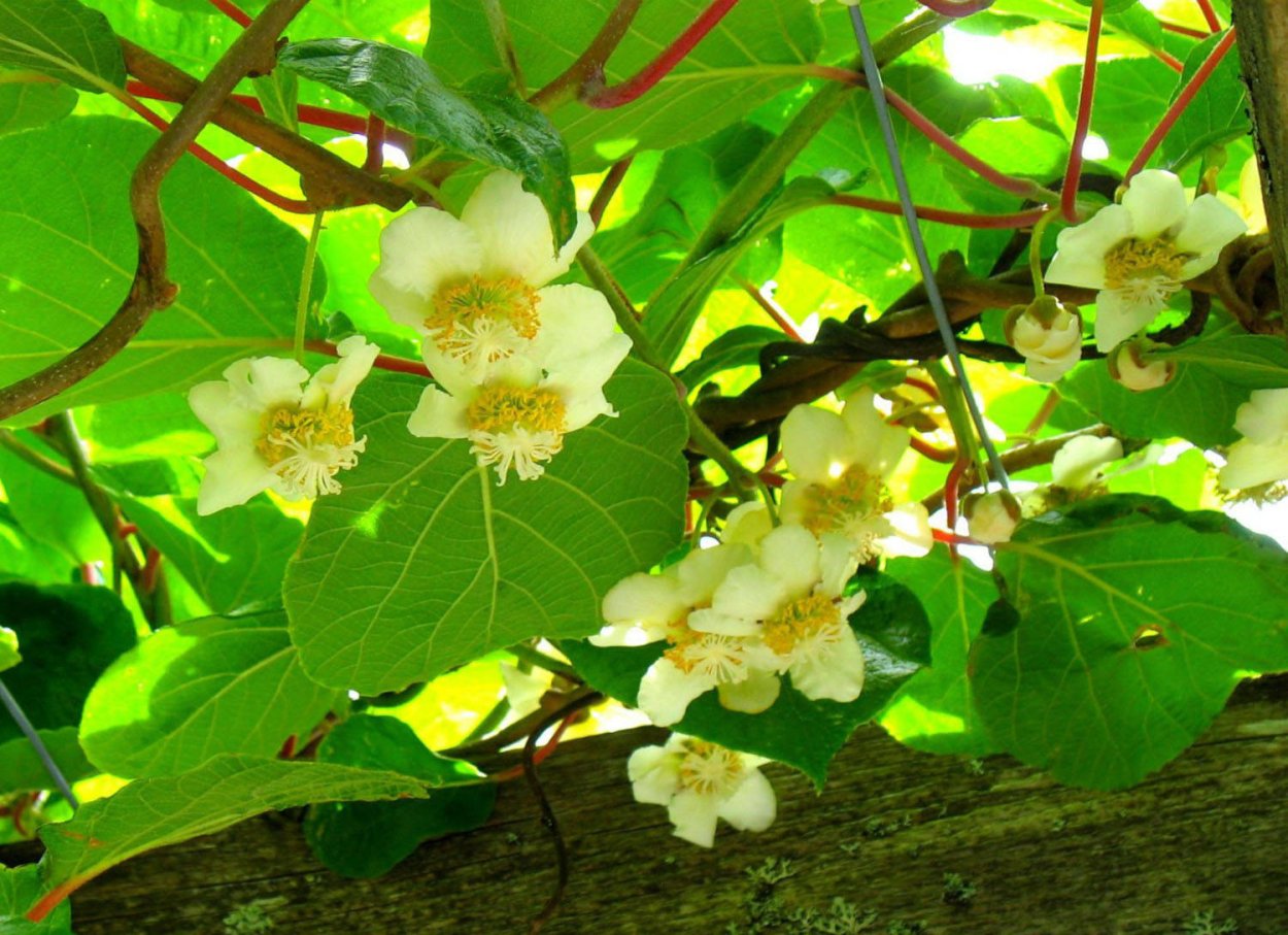 Лиана актинидия