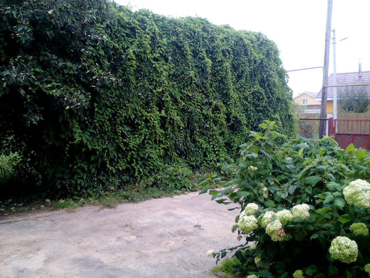 Девичий виноград Грефшейм