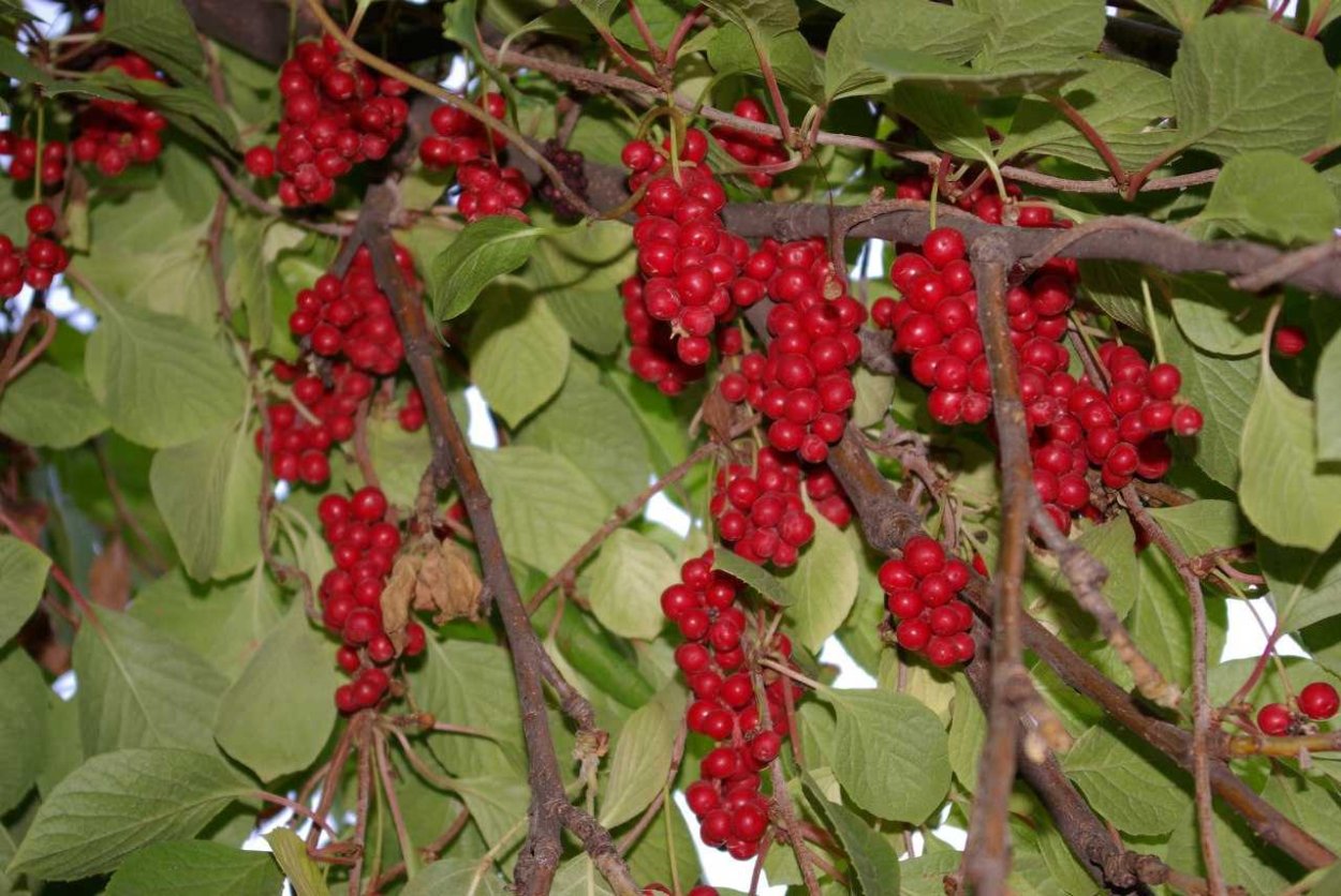 Лимонник Сибирский