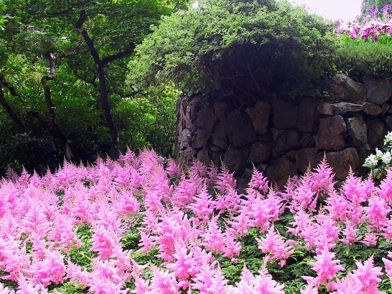 Астильба розовая в ландшафте