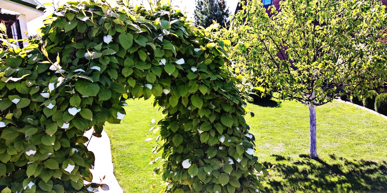 Лимонник Дальневосточный куст