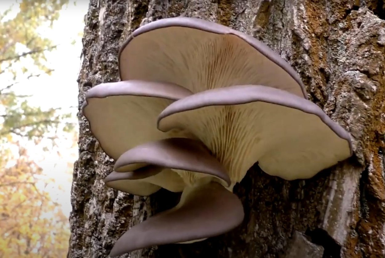 Вёшенка устричная