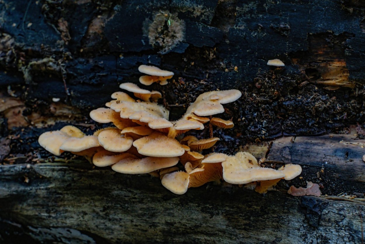 Вешенки оранжевые