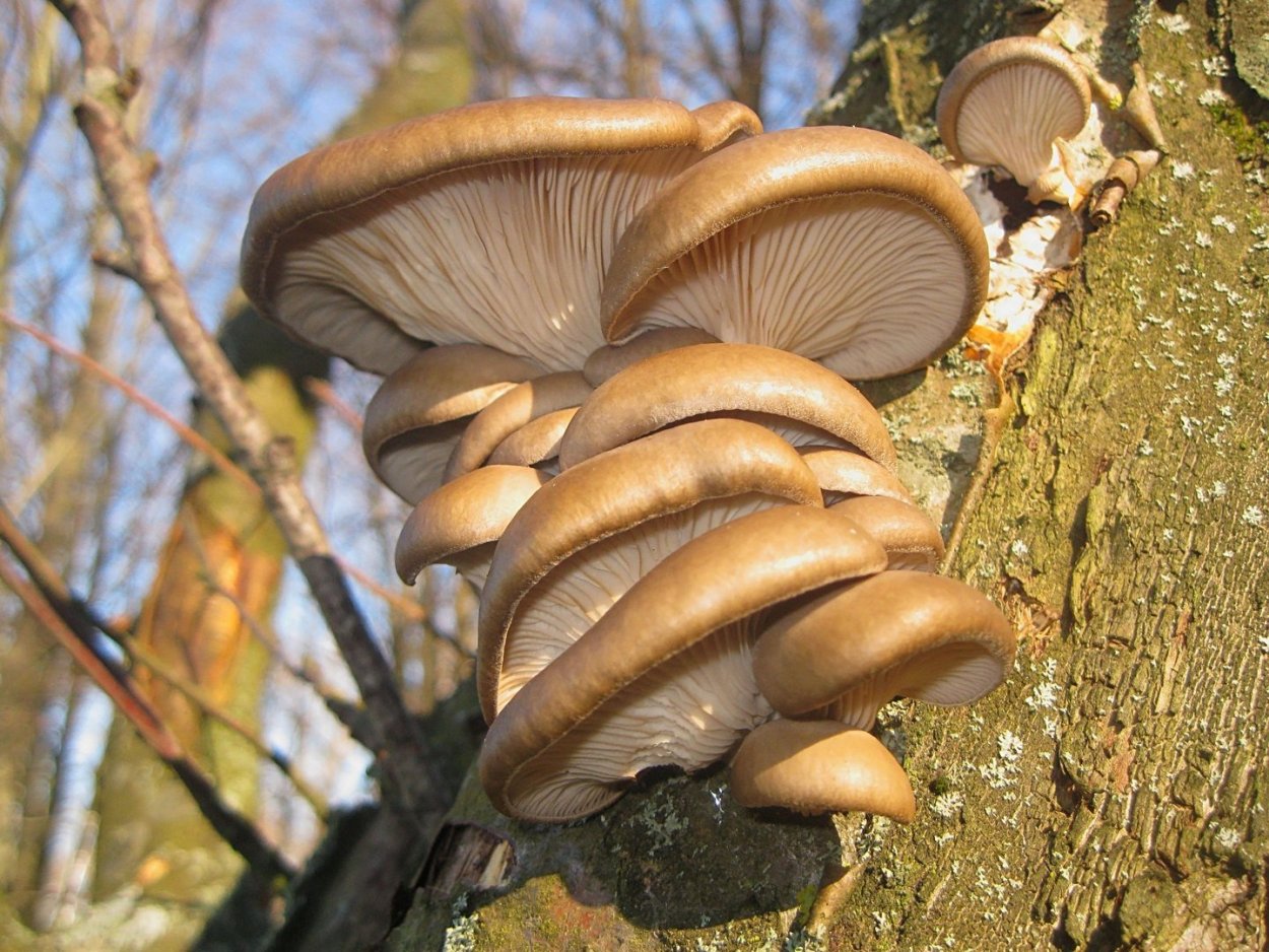 Грибы вешенки