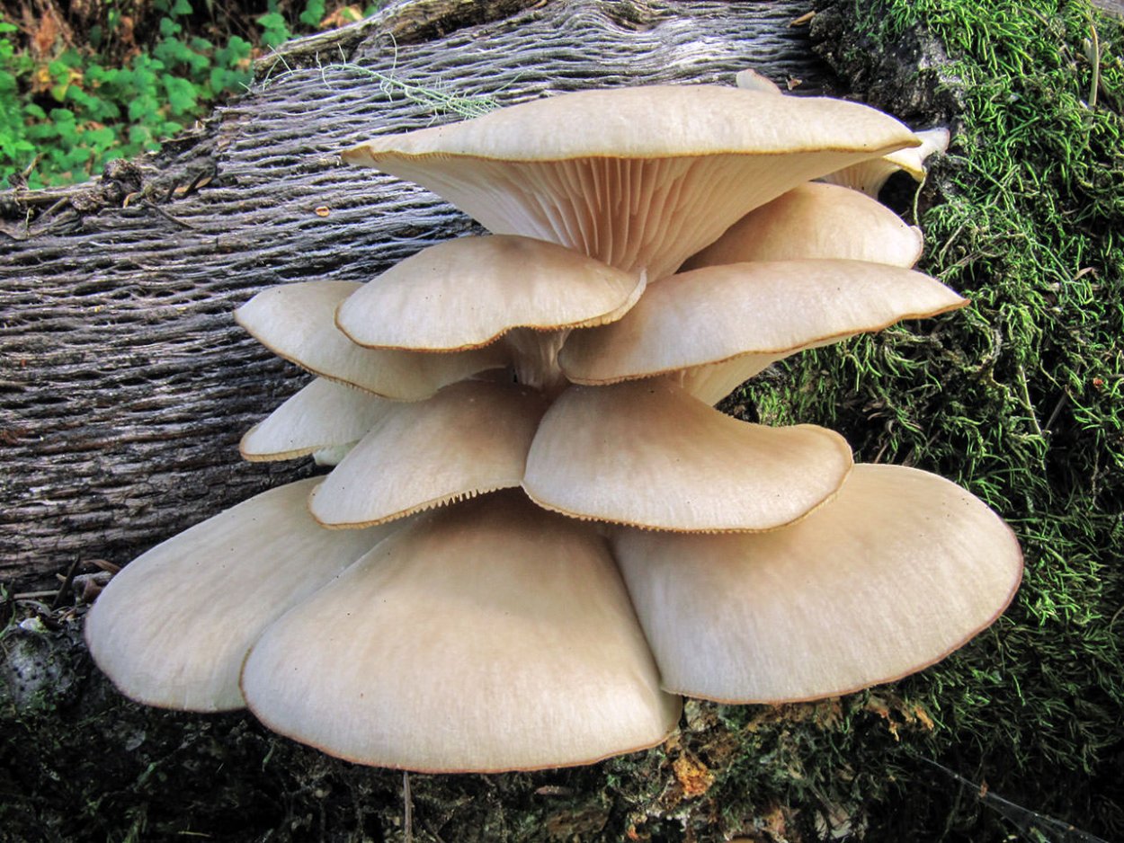 Вешенка обыкновенная (Pleurotus ostreatus)