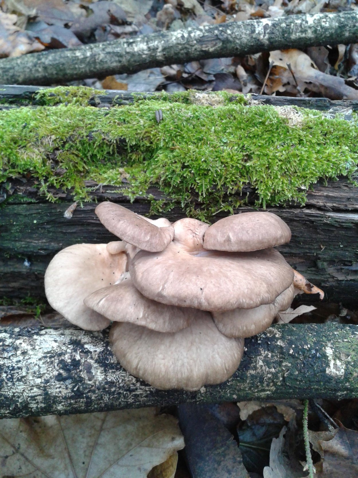 Вёшенка обыкновенная Лесная