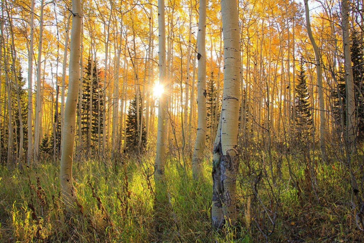Березово-осиновый лес