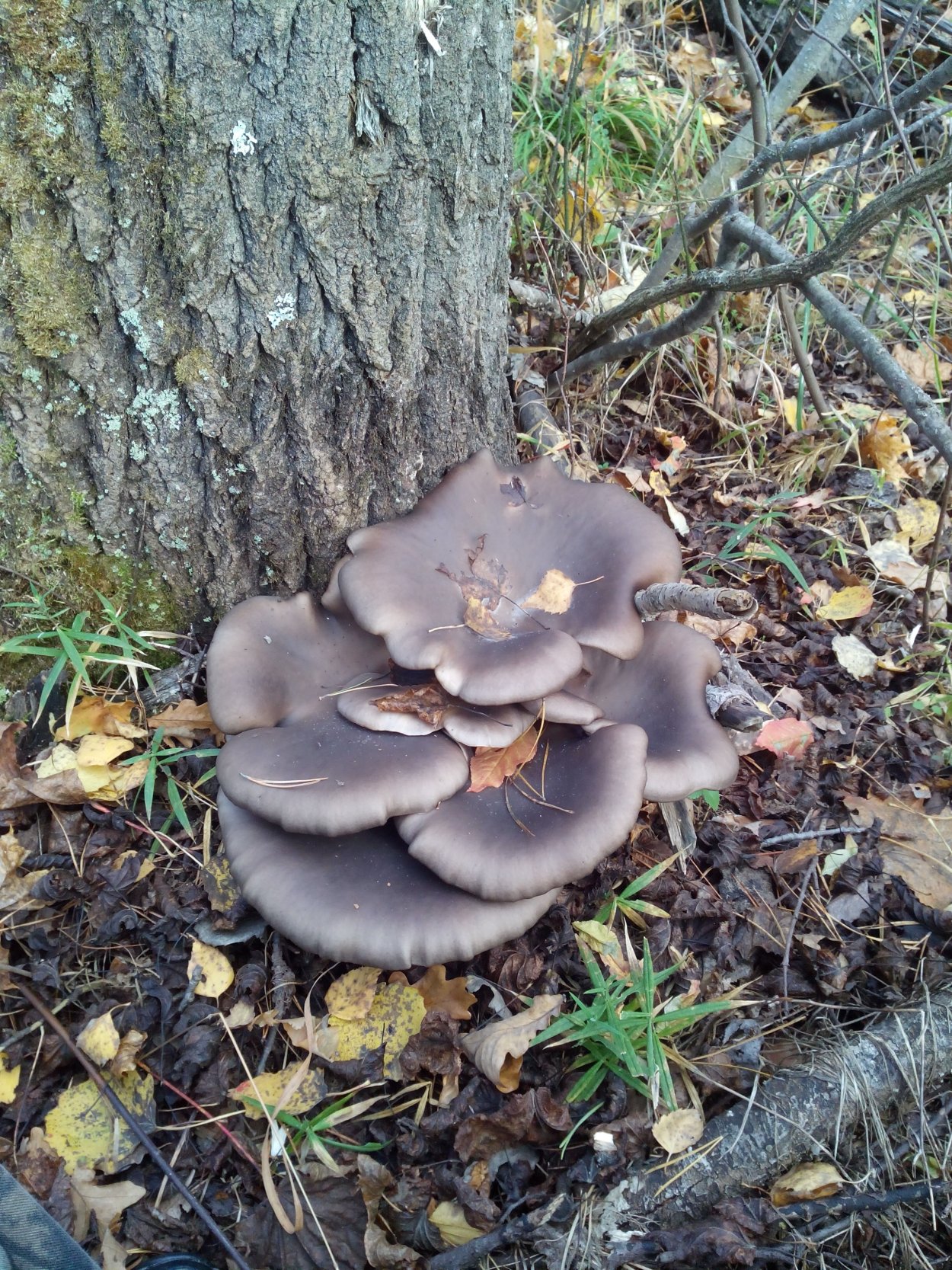 Вёшенка обыкновенная Лесная